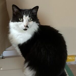 Meet your Posher, Evelyn